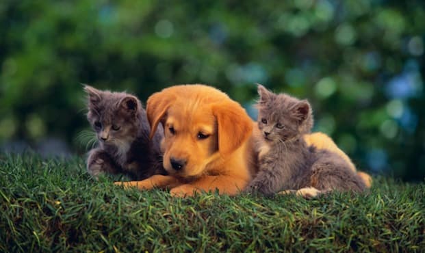 A golden retriever puppy sitting between two gray kittens on green grass