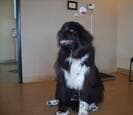 A black and white longhaired dog sitting in a hallway