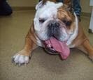 A tan and white bulldog lying on the floor, tongue out