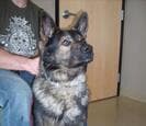 A black and tan German shepherd sitting upright