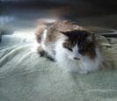 A calico longhaired cat on a light green blanket