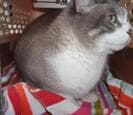 A gray and white cat sitting on red patterned fabric