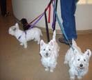 Three West Highland terriers on leashes
