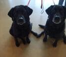 Two black dogs sitting side by side on leashes