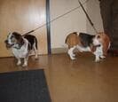 Two basset hounds walking on leashes across a tile floor