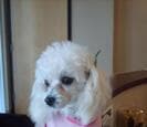 A small white fluffy dog in a pink bandana
